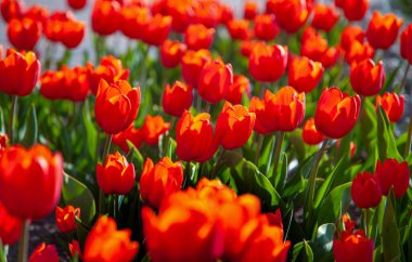 Kırmızı lalelerin arka planı. Çayırdaki güzel lale. Baharda güneş ışığında çiçek tomurcuğu. Çiçeklerle süslenmiş. Lale yakın plan. Kırmızı çiçek.