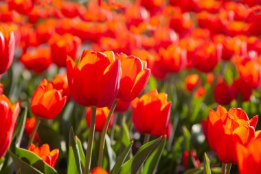 Kırmızı lalelerin arka planı. Çayırdaki güzel lale. Baharda güneş ışığında çiçek tomurcuğu. Çiçeklerle süslenmiş. Lale yakın plan. Kırmızı çiçek.