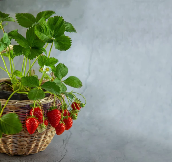 Cultivar Fresas Casa Arbusto Fresa Con Flores Bayas Una Canasta —  Fotos de Stock