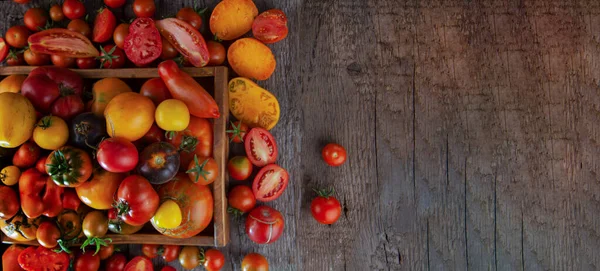 Letni Zbiór Pomidory Różny Odmiana Kolor Drewniany Stół Górny Widok — Zdjęcie stockowe