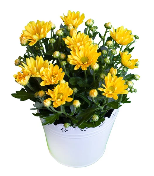 Bouquet of yellow chrysanthemums isolated on white background. Chrysanthemum flower in a vase.