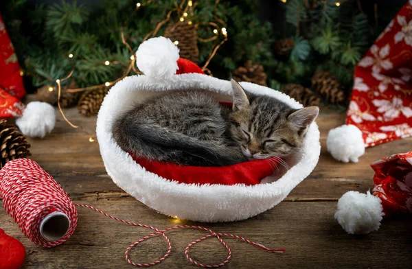 Kitten sleeps in santa claus hat. Christmas cat pet sleeping. Presents concept. Portrait of kitten. Adorable tabby animal, Close up funny winter card