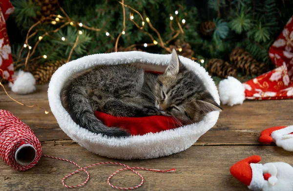Kotě Spí Klobouku Santa Clause Vánoční Kočičí Miláček Spí Představuje — Stock fotografie