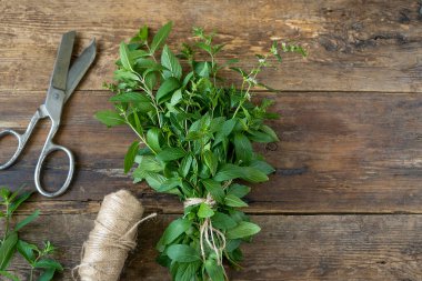Ahşap arka planda bir demet taze nane. Toparlanın ve kurumaya hazırlanın. Uzayı kopyala Makas ve iğne ipliği.
