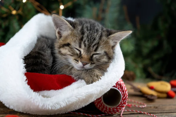 Kitten sleeps in santa claus hat. Christmas cat pet sleeping. Presents concept. Portrait of kitten. Adorable tabby animal, Close up funny winter card