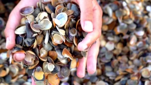 シェルビーチ。海岸だ。手は海によってカラフルな貝殻を散布します。貝の貝殻だ。海だ。休息とリラクゼーション。子供たちの手は貝殻を集める — ストック動画