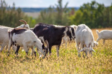 Bir keçi sürüsü çayırda otluyor. Çiftçilik. Kendi kendine yürüyen keçi. Çiftlik otlağı. Yaz günü. Keçiler ot yer..