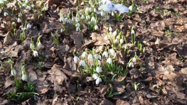 Bahçedeki kardelenler, güneş ışığı. Bahar mevsiminin ilk güzel beyaz çiçeği. Yaygın bir kar tanesi çiçek açıyor. Tarla ormanlarında Galanthus Nivalis çiçek açar. Güneşli bir gün ve rüzgâr tomurcukları çırpıyor