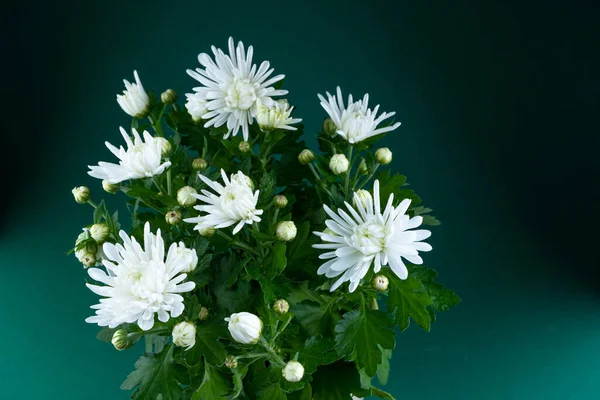 stock image White chrysanthemums in a pot. Autumn flower at home. Bouquet of flowers. Close-up of white chrysanthemum flower bush. Copy space.