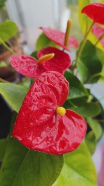 Andoryum çiçeği kırmızısı tomurcuk. Saksıda çiçek açan bitki.