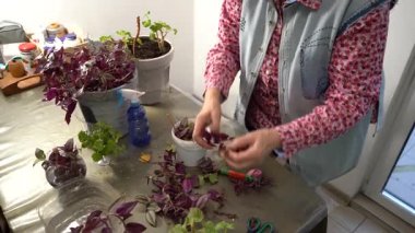 Kadın elleri bir Tradescantia 'yı yeniden diker ve saksıya çiçek bırakır. Büyükanne evi çiçekleri. Çiçekçilik hobisi. Çiçek bakımı
