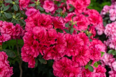 Azalea tomurcuğu. Bahçedeki Rhododendron bitkisi. Çiçek arkaplan. Pembe çalı yakın çekim