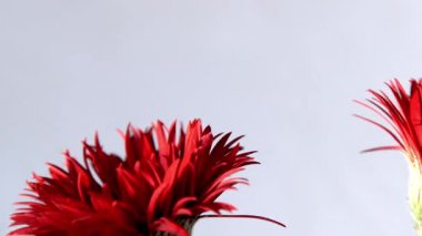 Gerbera Kırmızı Yaz Çiçekleri. Beyaz arka planda bir buket. Bud çiçek açtı.