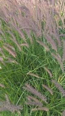 Bahçede Miscanthus otlağı var. Çiçekli Çin gümüşü çimenler