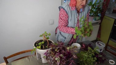 Kraliyet sardunyası Pelargonium yayılımı ve kesme işlemleri. Evdeki Tradescantia çiçeğinin bakımı. Yaşlı bir kadın bir çiçek keser. Büyükanne ev bitkisi hobisi