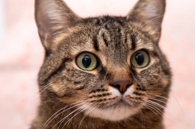 Kedi portresi, hayvan suratı. Evcil hayvan bakışı