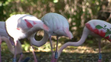 Pembe flamingo kuş gölü suyu. Flamingo hayatı. Doğa hayvanı.
