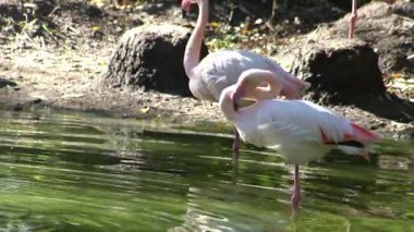 Pembe flamingo kuş gölü suyu. Flamingo hayatı. Doğa hayvanı.