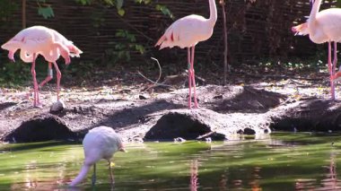 Pembe flamingo kuş gölü suyu. Flamingo hayatı. Doğa hayvanı.