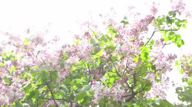 Dal açan leylak çiçekleri. Bahçe bitkisi, doğa ışığı.