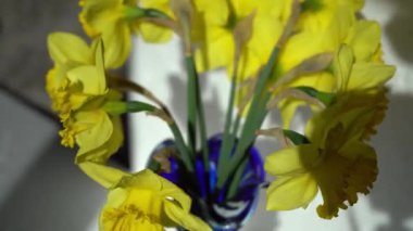 Nergis sarı çiçekleri çiçek tomurcukları. Vazodaki Narcissus Çiçeği. Narcissus bitkisi