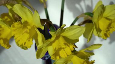 Nergisler sarı çiçek buketi. Çiçek çiçeği Bud. Vazodaki Narcissus Çiçeği.