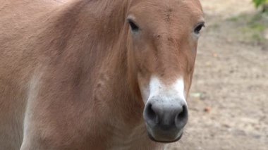 Kahverengi At. Przewalski At Hayvanı.
