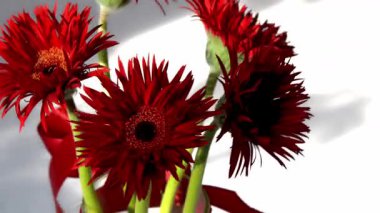 Gerbera Red Flowers. Bouquet on white background. Bud bloom petal