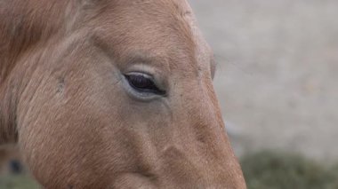 At kafası ve göz. Yakın plan portre. Kahverengi Przewalski At kürkü
