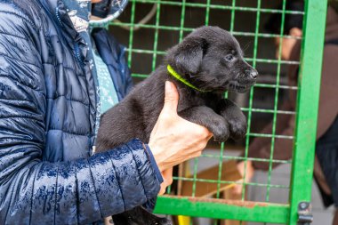 Kara Labrador Retriever Yavrusu 'nu tutan kişi. Hayvan profili