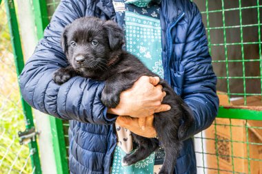 Yavru köpek elinde Kara hayvan evcil hayvanı