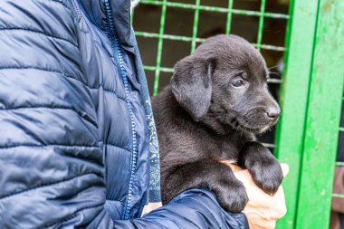 Yavru köpek elinde Kara hayvan evcil hayvanı