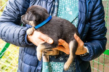 Yavru köpek elinde Kara hayvan evcil hayvanı