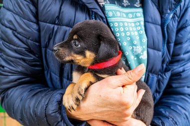 Yavru köpek elinde Kara hayvan evcil hayvanı
