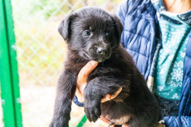 Yavru köpek elinde Kara hayvan evcil hayvanı