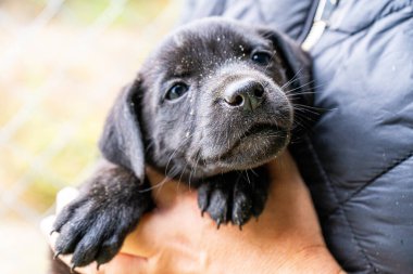 Burun köpek yavrusu ellerinde Kara hayvan evcil hayvanı