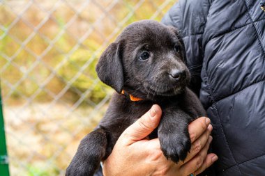 Yavru köpek elinde Kara hayvan evcil hayvanı