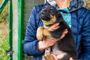Yavru köpek elinde Kara hayvan evcil hayvanı