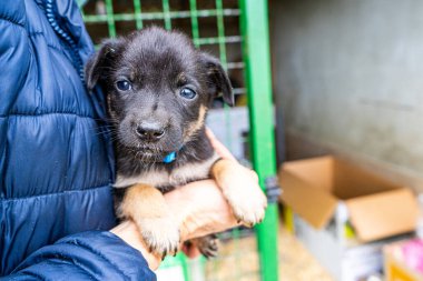 Yavru köpek elinde Kara hayvan evcil hayvanı