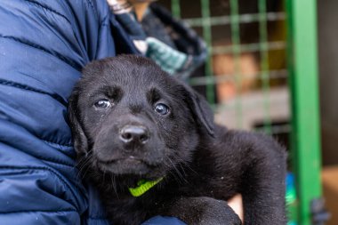 Yavru köpek elinde Kara hayvan evcil hayvanı