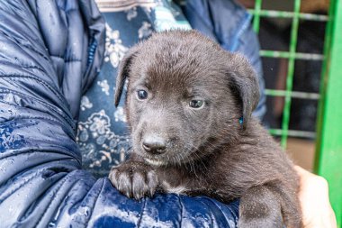 Köpecik portresi Kara Köpek