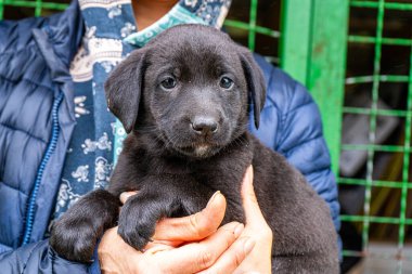 Siyah Yavru Kucağa Alındı. Köpeği elinde tutarken