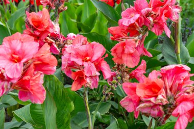 Kırmızı çiçek tomurcuğu yaprağı bahçeyi kapatamaz