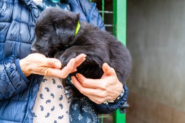 Küçük siyah köpek yavrusunu kollarında tutarak. Evsiz bir köpek evlat edin. Barınakta dikkatli olun. Mutlu pençe