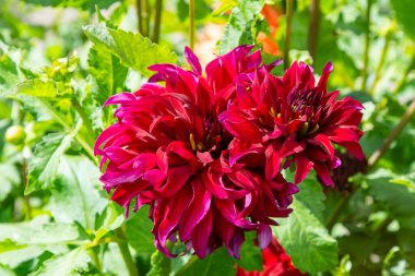 Bahçedeki çalı çiçekleri. Kırmızı kıvırcık çiçek tomurcuğu. Yaprak bitkisi çiçek açıyor..