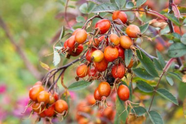 Kırmızı böğürtlenli Rosehip Bush. Köpek gülü dalı