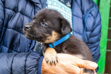 Yavru köpek elinde Kara hayvan evcil hayvanı