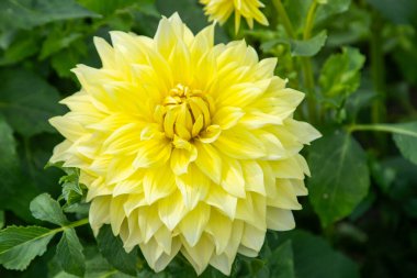 Bahçedeki Dahlia çiçekleri. Sarı renkli çiçek tomurcuğu. Yaprak bitkisi çiçek açıyor..