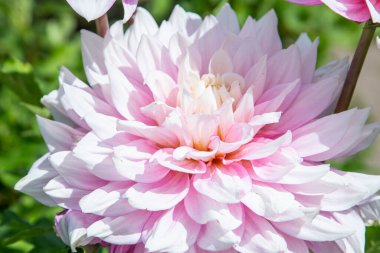 Dahlia çiçek bahçesine yakın çekim. Pembe çiçek tomurcuğu. Yaprak bitkisi çiçek açıyor..