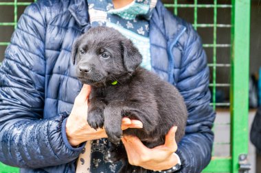 Küçük siyah köpek yavrusunu kollarına al. Evsiz bir köpek evlat edin. Barınakta dikkatli olun..